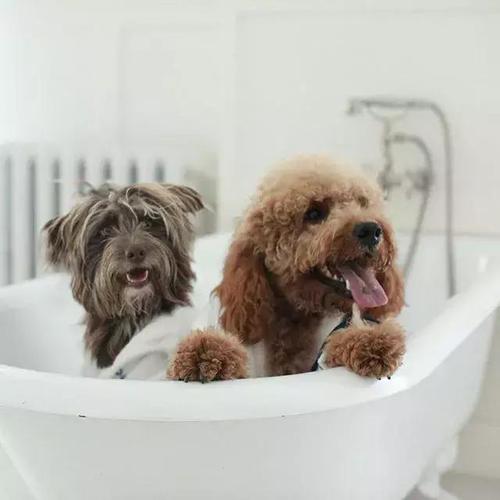 狗宝宝多久可以洗澡,狗宝宝多久可以洗澡一次,生完狗狗的母犬几天可以洗澡？