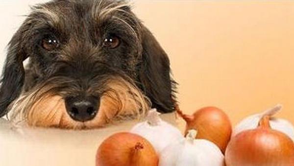 狗吃了洋葱多久有反应,狗吃洋葱能自己恢复吗,狗狗不小心吃了一小块洋葱怎么办？