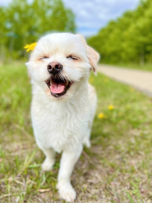 狗狗高兴时的表现,狗狗高兴时的表现有哪些,狗狗高兴时的表现