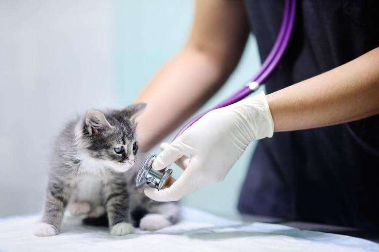 猫疫苗后多久可以洗澡,猫疫苗后多久可以洗澡洗头,小狗打完疫苗多长时间可以洗澡？