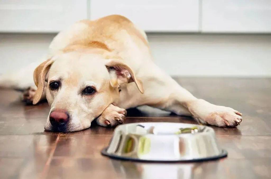 狗狗最多能饿几天,狗狗最多能饿几天不吃,狗狗可以几天不吃东西？