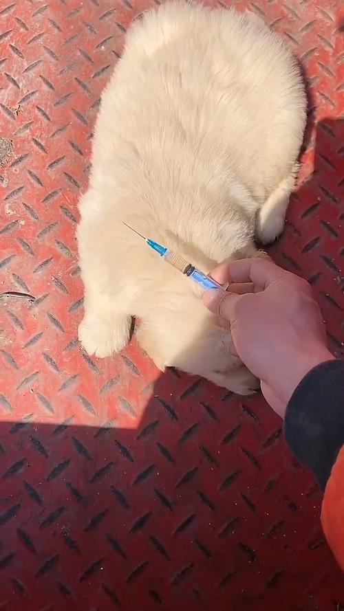 自己给狗狗打疫苗教程,自己给狗狗打疫苗教程视频,如何自己给小狗打疫苗？