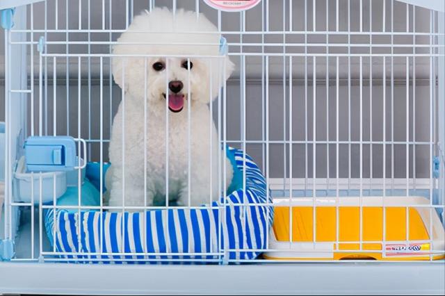 把狗狗关在笼子里好吗,把狗狗关在笼子里好吗视频,把小比熊经常关在笼子里好吗？