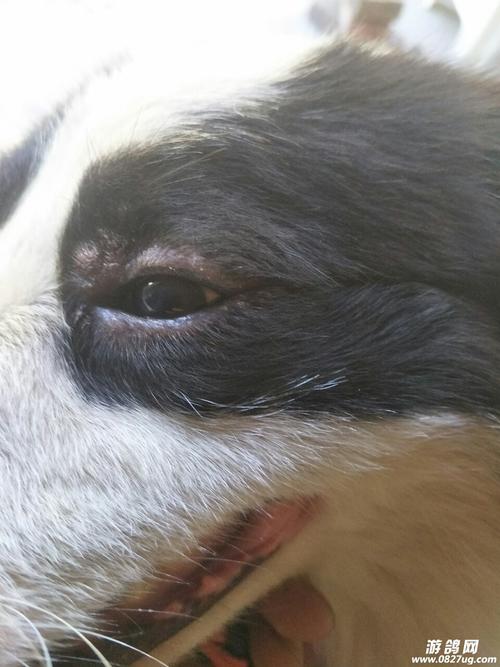狗狗眼睛下面长了疙瘩,狗狗眼睛下面长了疙瘩怎么回事,狗狗嘴巴上颚左边有两个肉疙瘩.米粒大小？