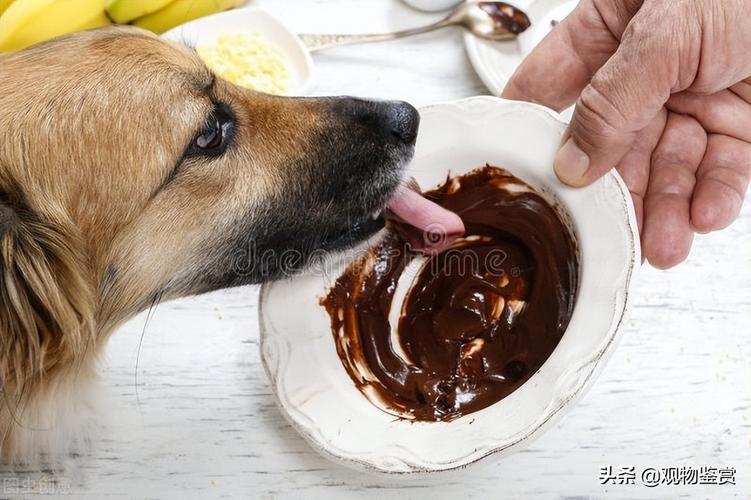 狗狗吃了巧克力多久有反应,狗狗吃了巧克力多久有反应 多久会死,狗狗吃太多巧克力，不动了，怎么弄？
