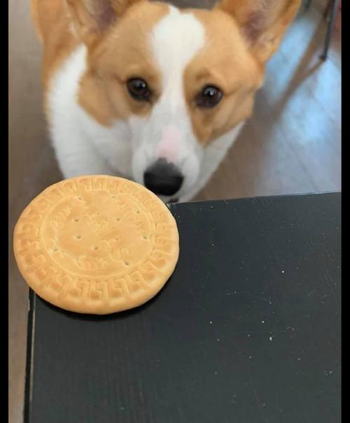 狗狗可以吃芝士饼干吗,狗狗可以吃芝士饼干吗,泰迪可以吃奶酪棒吗？
