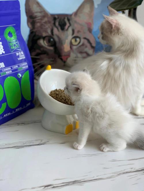 小猫多久会自己吃东西,小猫多久会自己排便,小奶猫多久会自己进食？