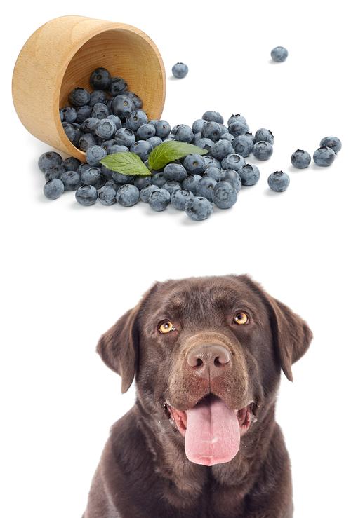 狗狗能吃蓝莓干吗,狗狗能吃蓝莓干吗,三个月的 小鹿犬能不能吃蓝莓干？