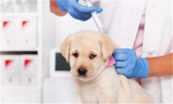 怎样预防狗狗得细小,怎样预防狗狗得细小病毒,小狗几个月爱得细小病？
