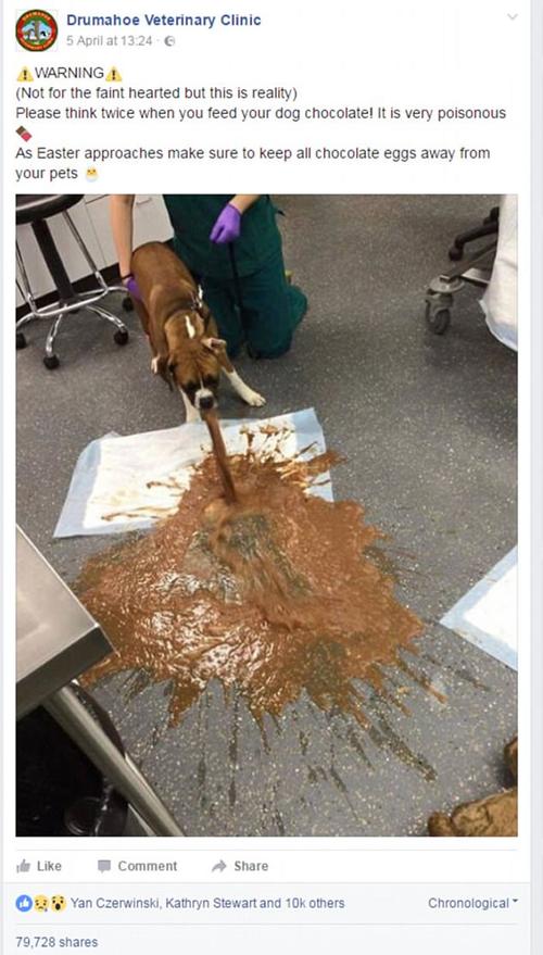 狗狗吃了巧克力的症状,狗狗吃了巧克力的症状有哪些,狗狗吃了巧克力很快就吐出来了，还需治疗吗？