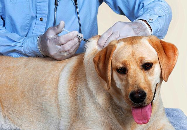 狗狗得犬瘟热的症状,狗狗犬瘟治疗方法(自己在家治疗),怎么判断狗狗是否得了犬瘟？