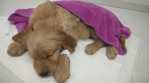 狗狗急性肠胃炎的症状,狗狗急性肠胃炎的症状及治疗,小狗肠胃炎加发烧是怎么引起？
