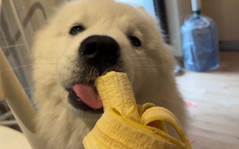 狗狗能吃莲雾吗,狗狗十大禁忌水果,萨摩耶能不能吃香蕉？