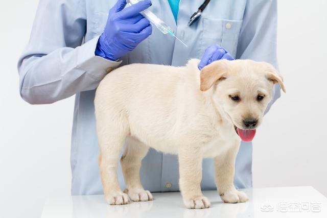 狗狗打了狂犬疫苗多久可以洗澡,狗狗打了狂犬疫苗多久可以洗澡剪毛,小狗打过疫苗针后多久可以洗澡？