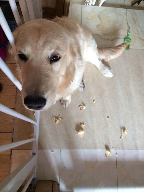 狗狗吃了大蒜,狗狗吃了大蒜怎么办,金毛不小心吃了大蒜，有事吗？