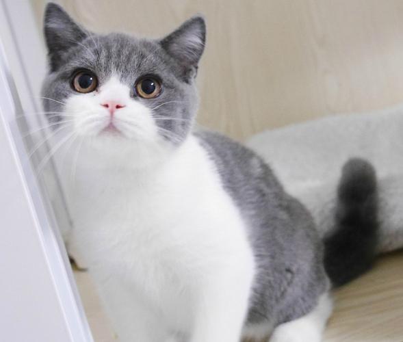 英国短毛猫能活多久,英短猫多少钱一只,英国短毛猫花色蓝白能活多少年？