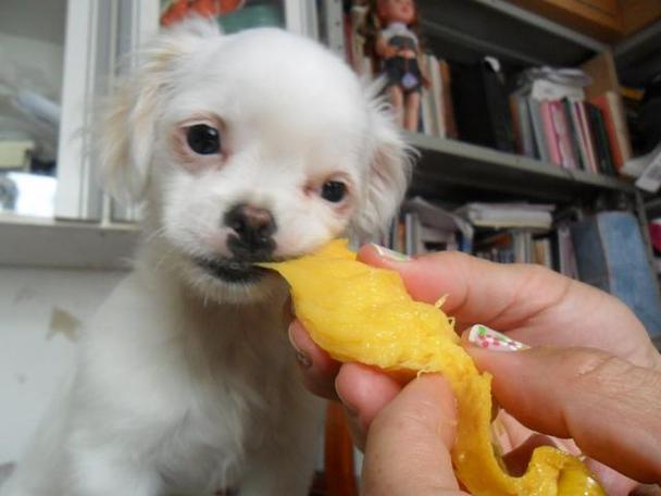 狗狗能吃杨桃吗,狗狗能吃杨桃吗有毒吗,狗狗能吃杨桃吗？