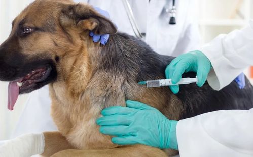 狗狗打了狂犬疫苗多久能洗澡,狗狗打了狂犬疫苗多久能洗澡啊,打完狂犬疫苗后多久不能洗澡，怎么办？
