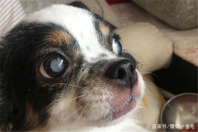 狗狗眼睛失明图片,狗狗眼睛失明了还能恢复吗,狗狗眼睛失明求解决？