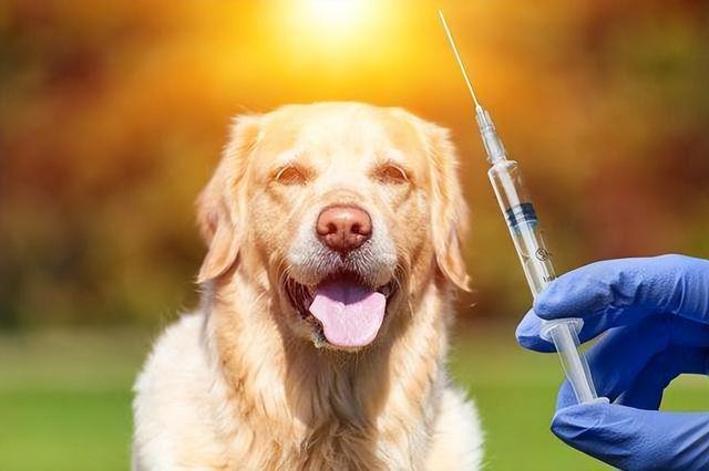 狗狗打针后几天能洗澡,狗狗打针后几天能洗澡不是疫苗,狗的疫苗，三针结束后，什么时候还需要打？