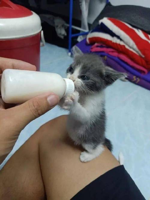 小猫多久喂一次奶,一个月的小猫多久喂一次奶,小猫一天喂几次？