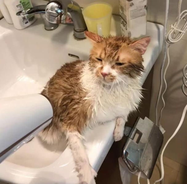 成年猫多久洗一次澡,成年猫多久洗一次澡比较好,猫多久洗一次澡比较好？