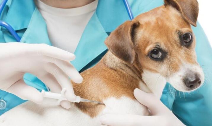 小狗狂犬疫苗多久打一次,小狗狂犬疫苗多久打一次,一共打几次,狗疫苗必须连续打吗？