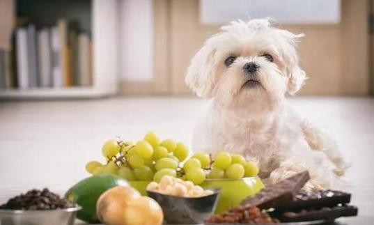狗狗可以吃油炸食品吗,狗狗可以吃油炸食品吗会死吗,狗狗不能吃油炸食品吗？