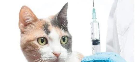 猫的疫苗多久打一次,猫的疫苗多久打一次间隔多久,猫猫驱虫药多久驱一次？