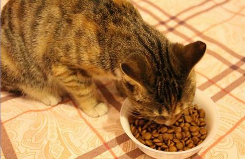 小猫咪多久可以吃猫粮,出生的小猫咪多久可以吃猫粮,猫咪几个月可以不吃幼猫粮了？
