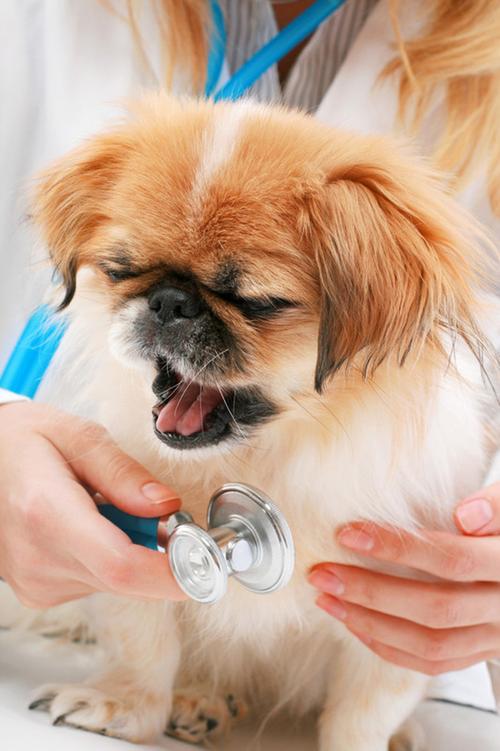 狗狗咳嗽会传染给人吗,狗狗咳嗽会传染给人吗?,单纯猫感冒传染快吗，猫感冒能传染狗吗？