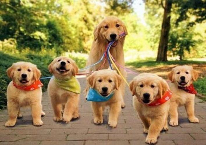 一岁的狗狗还能训练吗,训练狗狗的29个基础动作,金毛一岁之后就会变乖，是真的吗？