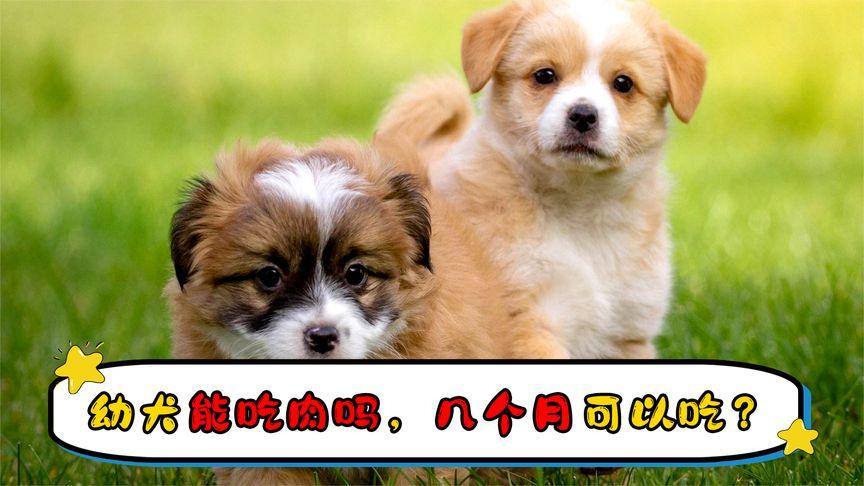 三个月的狗狗可以吃肉吗,三个月的狗狗可以吃肉吗?,出生几个月的狗狗可以吃肉？