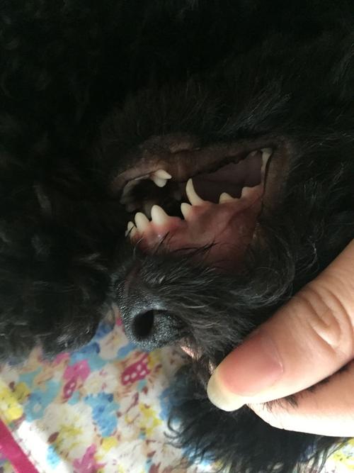 狗狗牙齿发黑,狗狗牙齿发黑怎么回事,狗有黑色眼屎怎么办？
