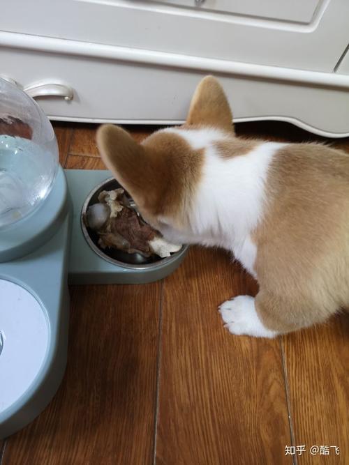 狗狗能吃绿豆饼吗,狗狗十大禁忌食物,柯基可以吃绿豆芝麻吗？