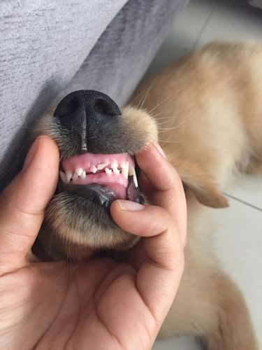 狗狗牙齿根部黄了,狗狗牙齿根部黄了怎么办,为什么狗狗的牙会发黄？