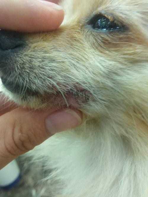 狗狗口腔溃疡的症状,狗狗口腔溃疡的症状及治疗,狗狗口腔溃疡严重会不会引起眼睛瞎了？