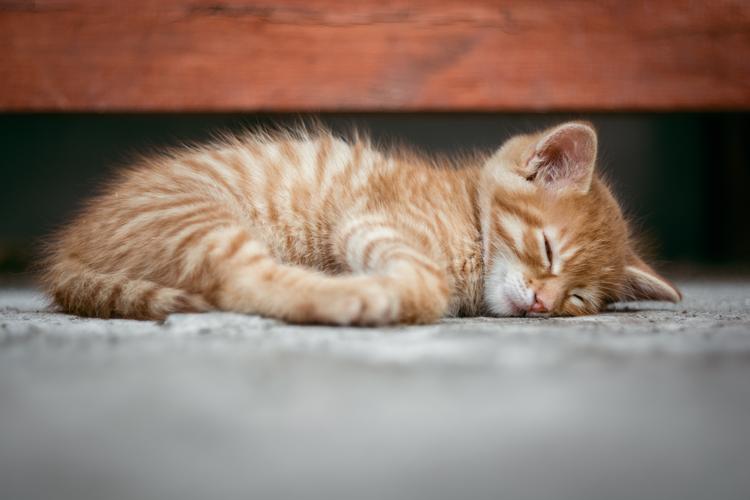 三个月小猫一天睡多久,三个月小猫一天睡多久正常,三个月的猫咪白天一直睡觉正常吗？