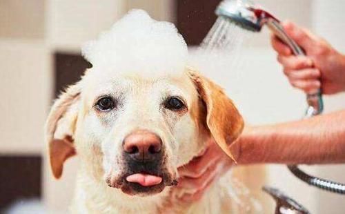 狗打完疫苗多久可以洗澡,狗打完狂犬疫苗多久可以洗澡,狗狗打完疫苗4天了可以洗澡么？