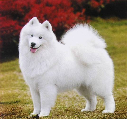 纯白色狗狗品种名称,纯白色狗狗品种名称萨摩耶,白色短毛犬有哪些品种？