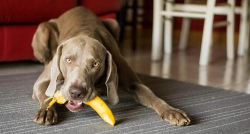 狗狗能吃香蕉皮吗,狗狗能吃香蕉皮吗?,狗吃了柿子皮？