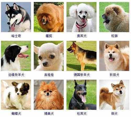狗狗品种有哪些,小体型狗狗品种有哪些,狗和猫一共有多少品种，还有所叫什么名字全部的名字写出来？