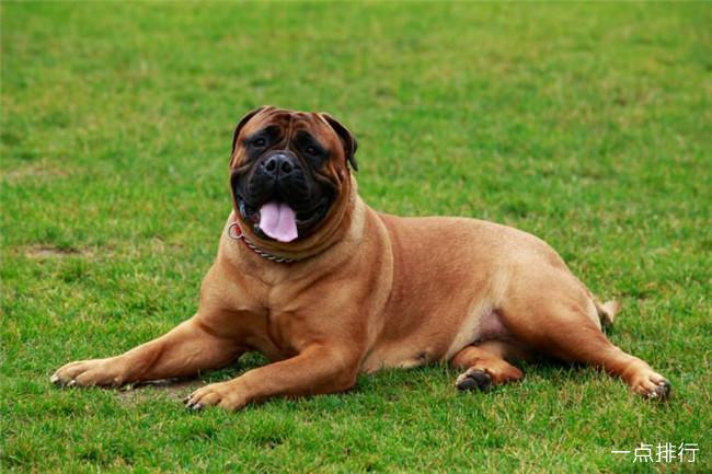 狗狗的品种有哪些,比较温顺的狗狗的品种有哪些,世界上最强壮的10种狗，你知道几种？
