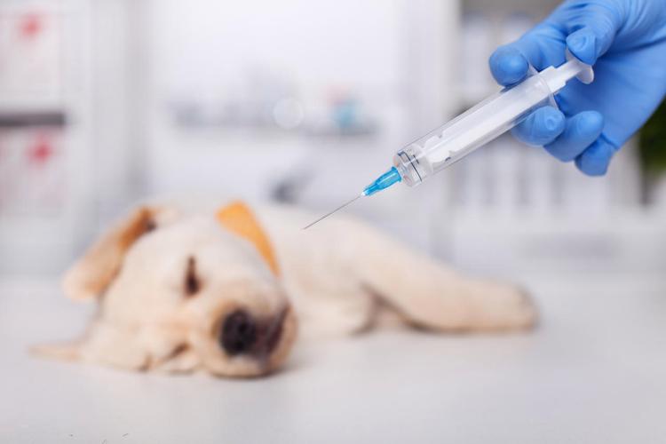 狗狗打疫苗打哪里,狗狗打疫苗打哪里?,动物防疫站可以给我家小狗狗打疫苗吗？