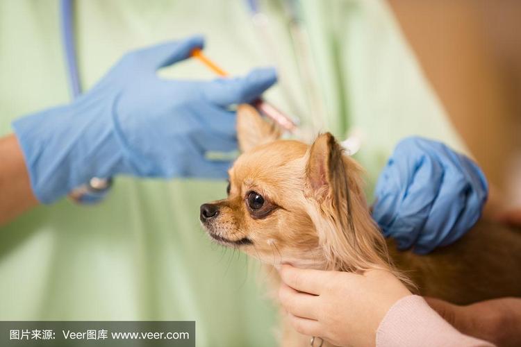 狗狗去哪里打疫苗,狗狗去哪里打疫苗比较好,普通医院可以给狗打疫苗？