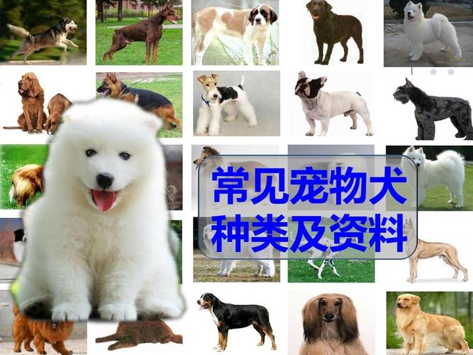 狗狗的种类有哪些,狗狗的种类有哪些图片,常见的哺乳类动物有哪些？