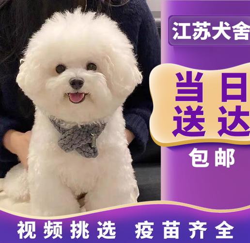 买狗狗去哪里买比较好,北京买狗狗去哪里买比较好,淘宝上的狗狗活体怎么那么便宜？