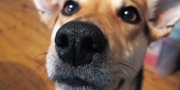 狗狗用鼻子使劲喷气,狗狗用鼻子使劲喷气怎么办,狗狗一直往外喷气，好像要吐什么东西？