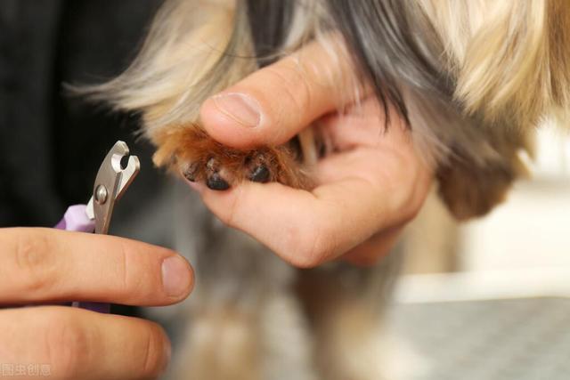 狗狗的指甲应该留多长,狗狗的指甲应该留多长图片,幼犬剪指甲最多剪多长？