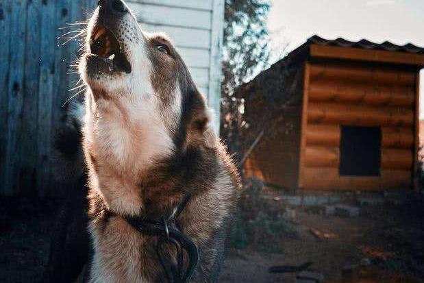 狗狗最怕听到的声音,狗狗最怕听到的声音mp3,狗学狼叫是不祥之兆吗？